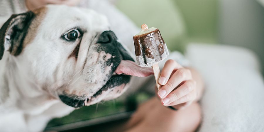 receitas de comida para o seu cão feitas em casa