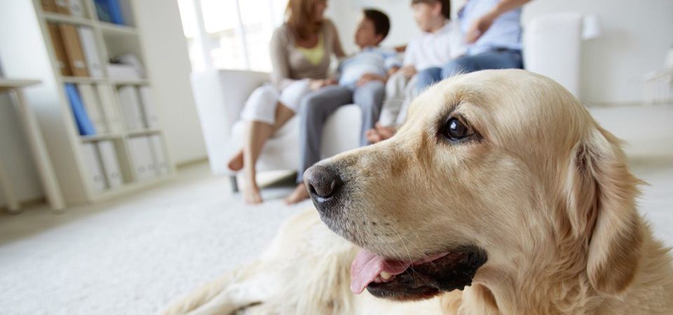 despesas que pode evitar com animais