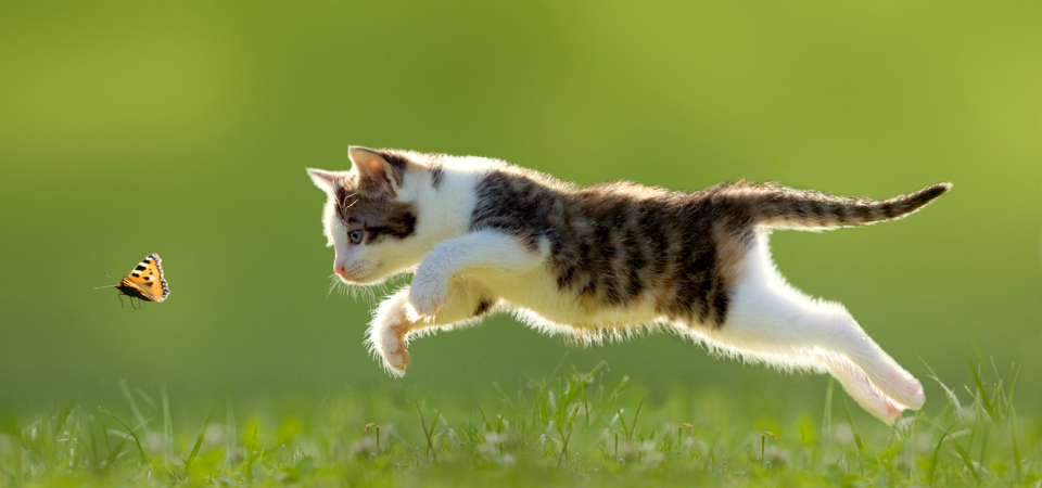 Tem um gato? Prepare-lhe refeições caseiras