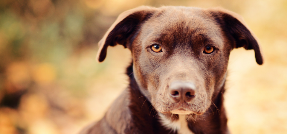 invadir uma casa para salvar um animal maltratado