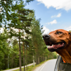 Cão à janela do carro vale multa pesada