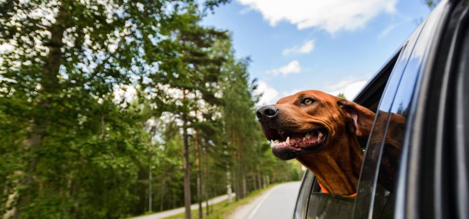 multa cão à janela do carro