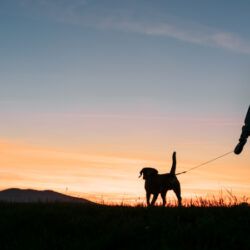 Lixo no chão ou dejetos de animais vão dar multa no Porto.