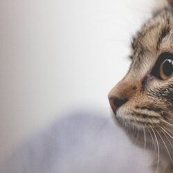 O seu gato já tem chip?