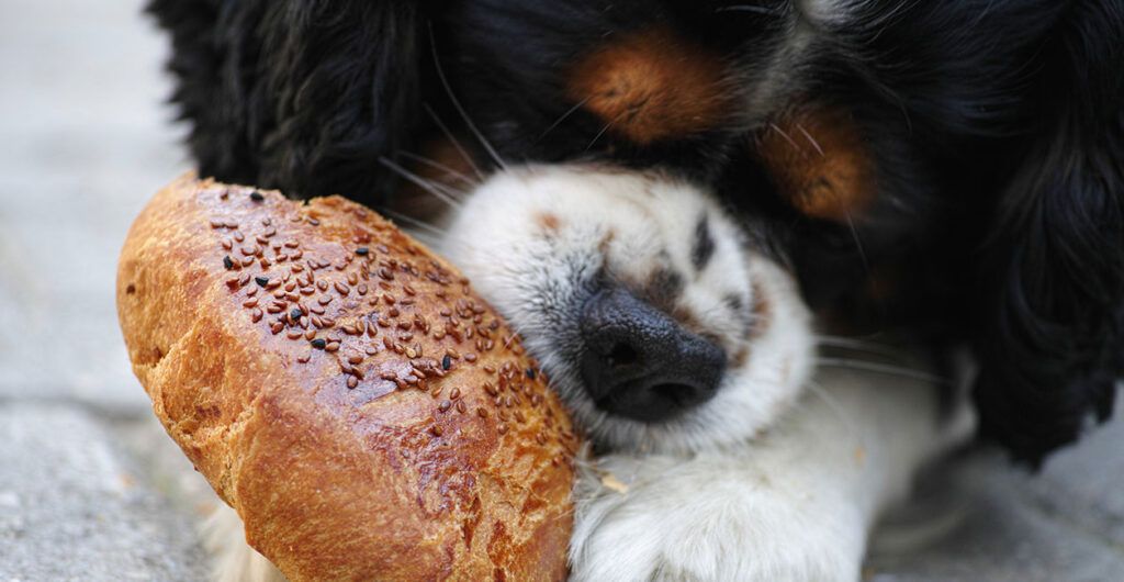 É proibido dar comida a animais de rua