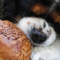 É proibido dar comida a animais de rua. Sabia