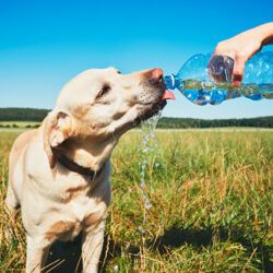 Ondas de calor: cuidados (de ouro) com os animais