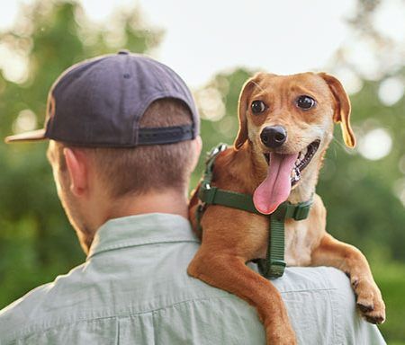 Saiba como registar animais de companhia