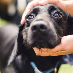 Quer um amigo para a vida? Adote um animal de estimação