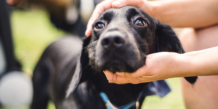 Adote um animal de estimação