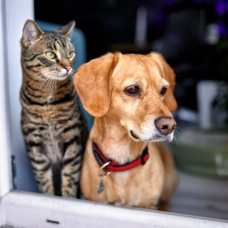 Animais em casa: o que diz a lei?