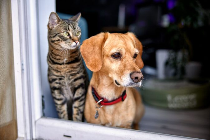 Animais em casa: o que diz a lei?