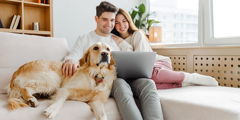 Casal com um cão sentados no sofá ao computador aprendem mais sobre imposto AIMI