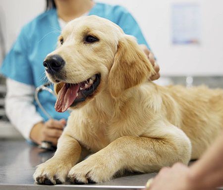 Tudo o que precisa saber sobre o seguro para animais