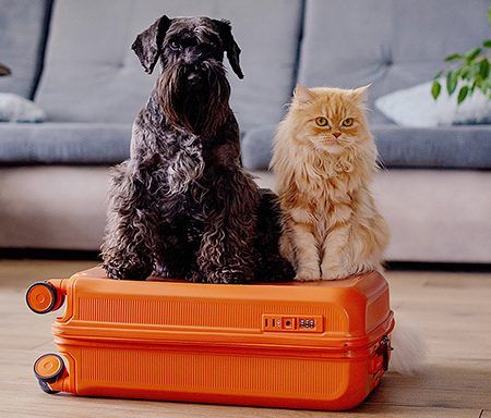 Vai viajar com animais de estimação? Conheça estas 6 apps