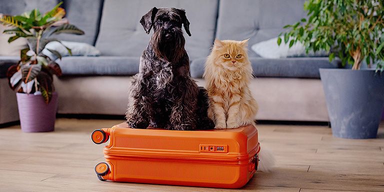 Viajar com animais de estimação
