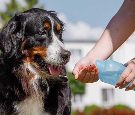 Dicas para reforçar os cuidados com os animais no calor
