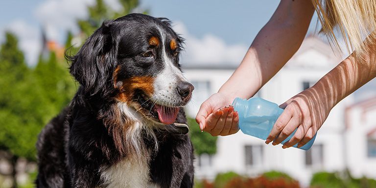 Cuidados com os animais no calor