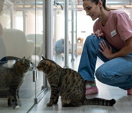 Onde deixar os animais nas férias? 5 opções possíveis