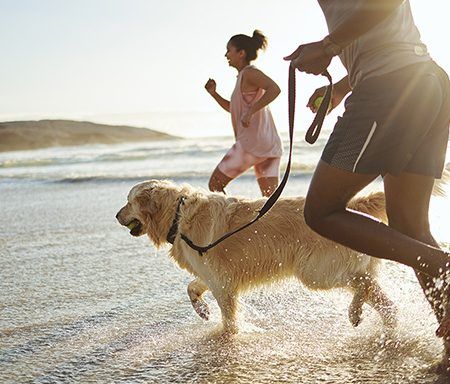 12 cuidados (e regras) a ter com os cães na praia