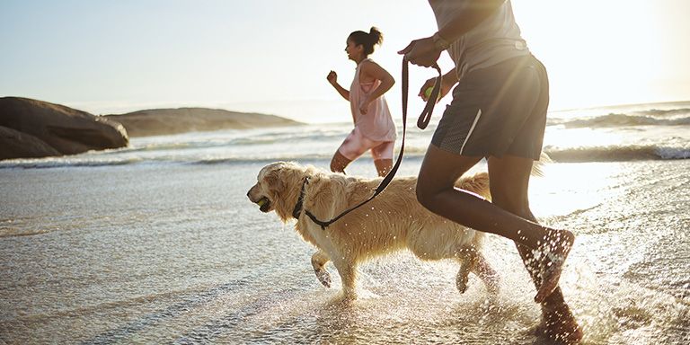 Cuidados a ter com os cães na praia